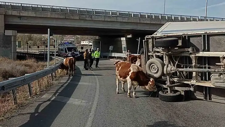 'Büyükbaş hayvanları taşıyan kamyonet devrildi, sürücü yaralanırken, 1 hayvan telef oldu'