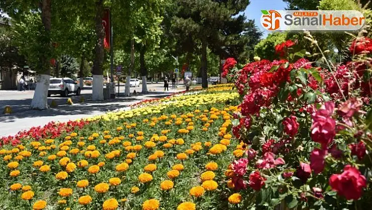 Malatya rengarenk bir görüntüye kavuşuyor