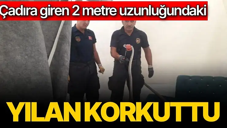 Çadıra giren 2 metre uzunluğundaki yılan korkuttu
