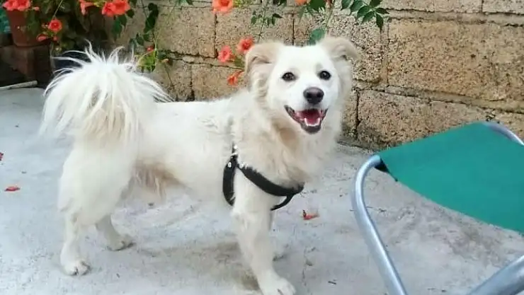 'Çalınan köpeklerini arıyorlar'