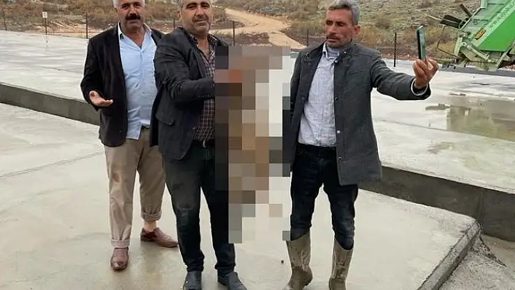 'Çamur havuzuna düşen kurt kurtarıldı'