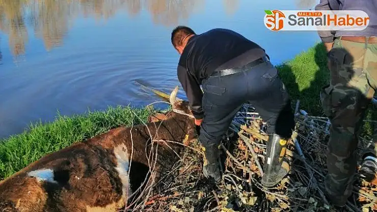 Çamura saplanan ineği itfaiye kurtardı