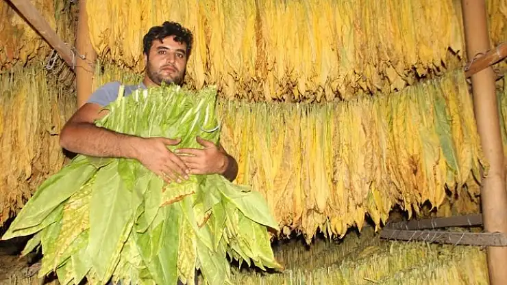 'Çatı katı değil `tütün´ katı'