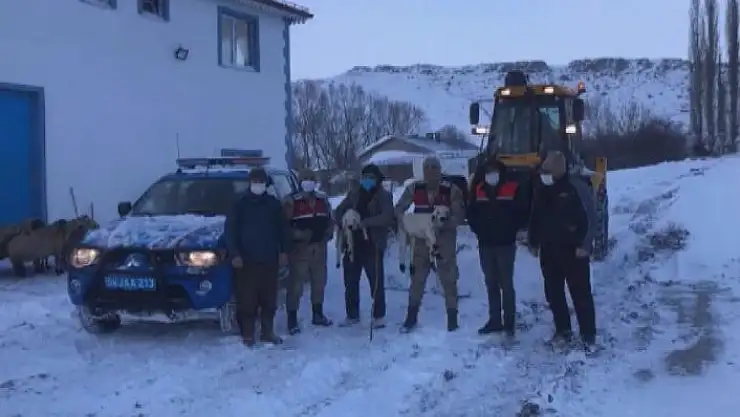 'Çatısı çöken ahırdaki hayvanları jandarma ekipleri kurtardı'