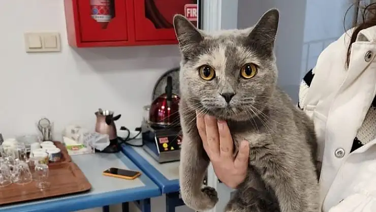 'Çatıya sıkışan kediyi personeller kurtardı'