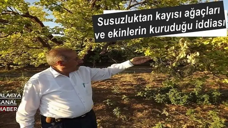 Susuzluktan kayısı ağaçları ve ekinlerin kuruduğu iddiası