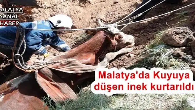 Malatya'da Kuyuya düşen inek kurtarıldı