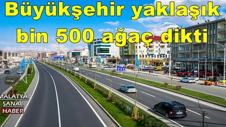 Büyükşehir yaklaşık bin 500 ağaç dikti