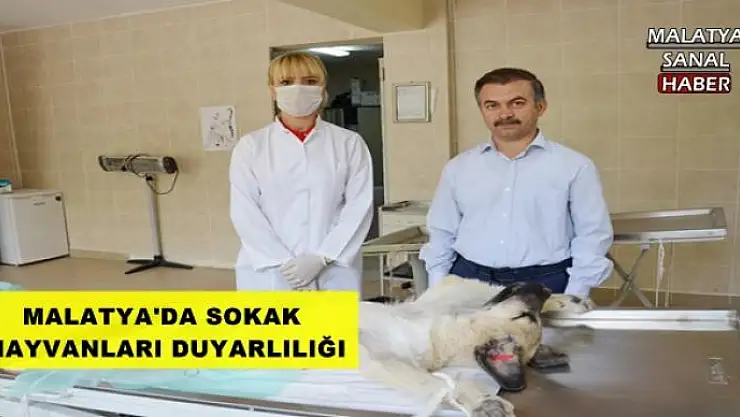 MALATYA'DA SOKAK HAYVANLARI DUYARLILIĞI