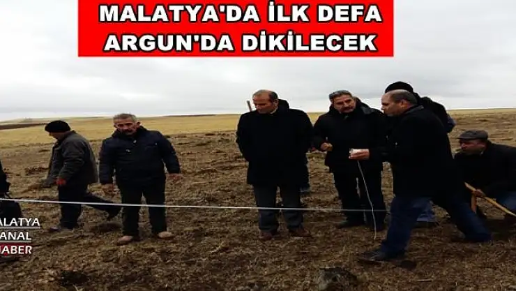 MALATYA'DA İLK DEFA ARGUN'DA DİKİLECEK