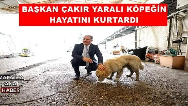 BAŞKAN ÇAKIR YARALI KÖPEĞİN HAYATINI KURTARDI