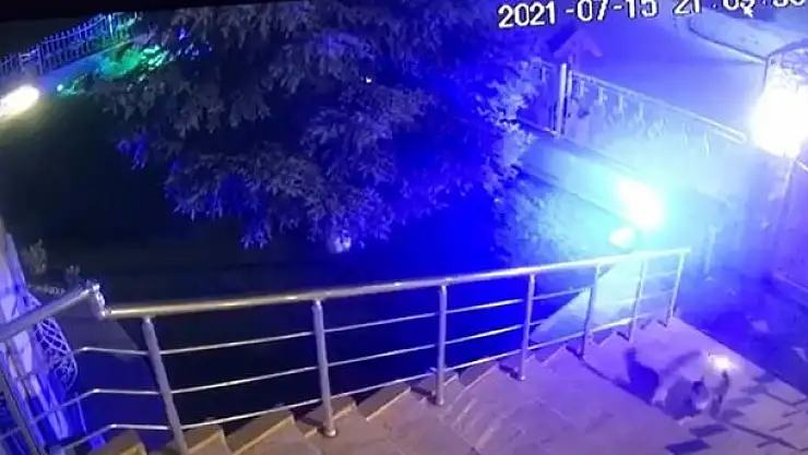 'Cesur kedi apartmana girmek isteyen tilkiye böyle ders verdi'