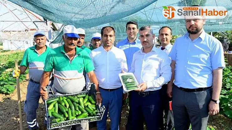 Çiftçilere 100 bine yakın sebze fidesi dağıtılacak