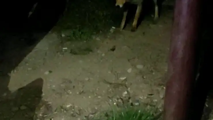 'Çiftçilerin yanına geldi, karnını doyurmadan  gitmedi'