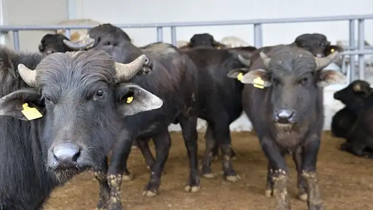 'Çiftçiye manda desteği'