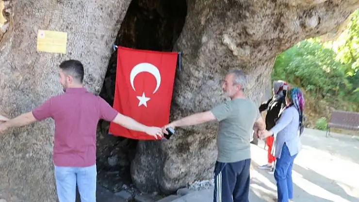'Çınar ağacını 15 kişi zor kucaklıyor'