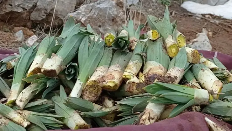 'Çiriş otu sofraları süslemeye başladı'