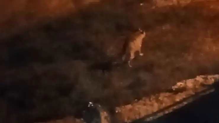 'Çizgili sırtlan evin bahçesine kadar girdi'