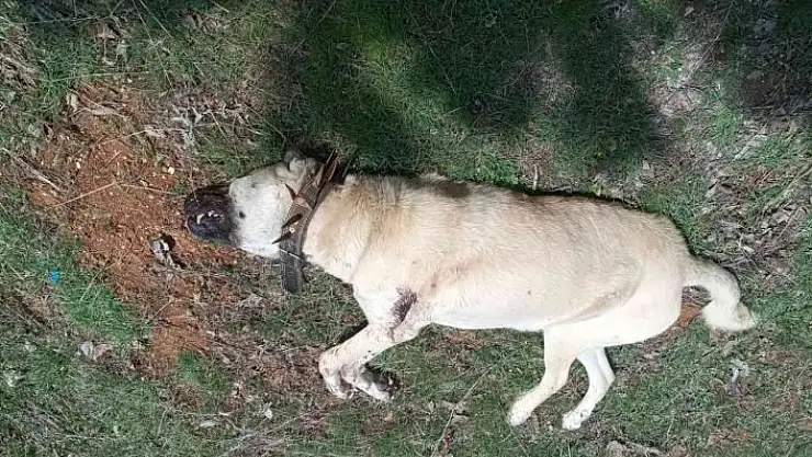 'Çoban köpeğini tabancayla vurdular'