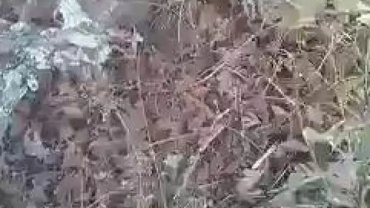 'Çobanın, keçilerini otlatırken gördüğü tavşanla sohbeti gülümsetti: ´´Ne yapıyon hacı´´'