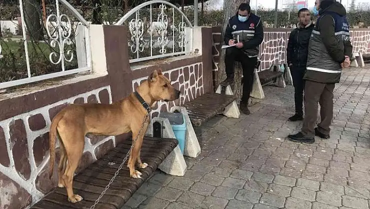 'Çocuk parkında pitbull gezdiriyordu, cezayı duyunca kendi elleri ile teslim etti'
