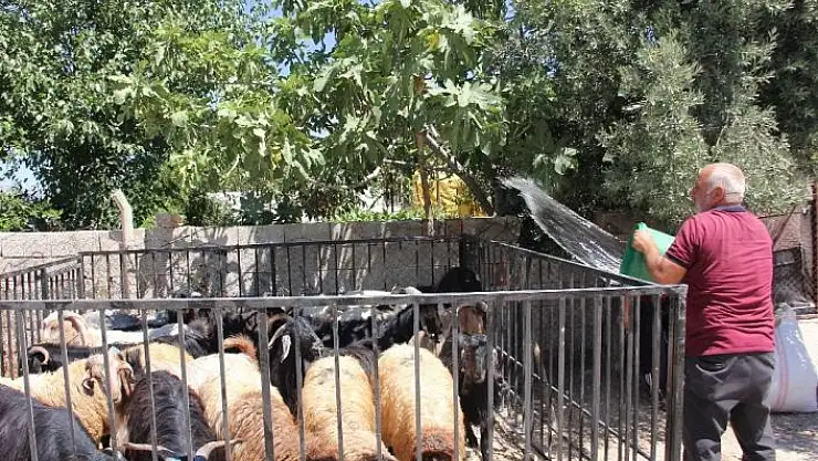 'Covid-19 kurbanlık satışlarını etkiledi'