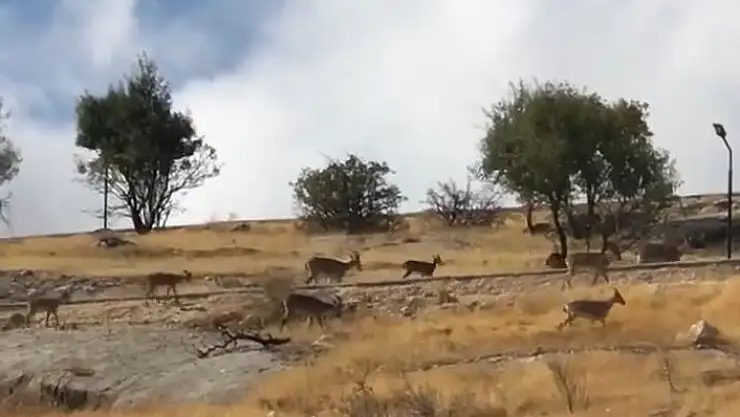 'Dağ keçileri sürü halinde görüntülendi'
