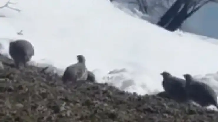 'Dağ keklikleri beslenirken görüntülendi'