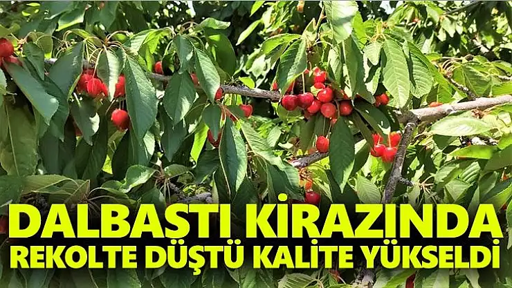 Dalbastı kirazında rekolte düştü kalite yükseldi