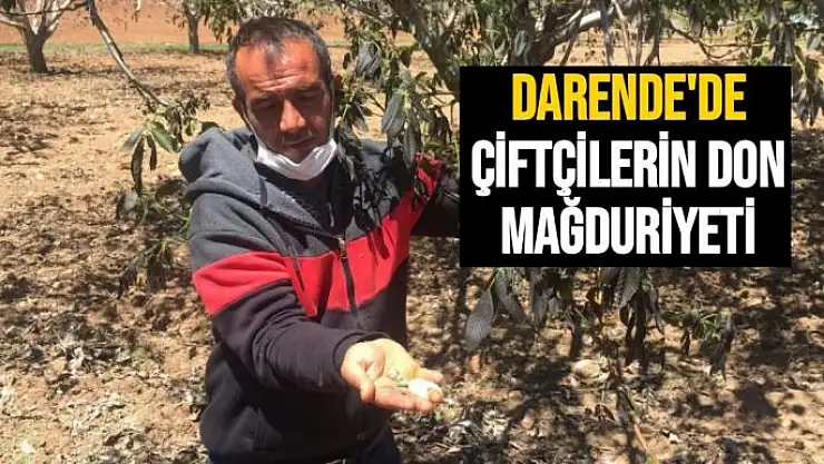 Darende´de çiftçilerin don mağduriyeti