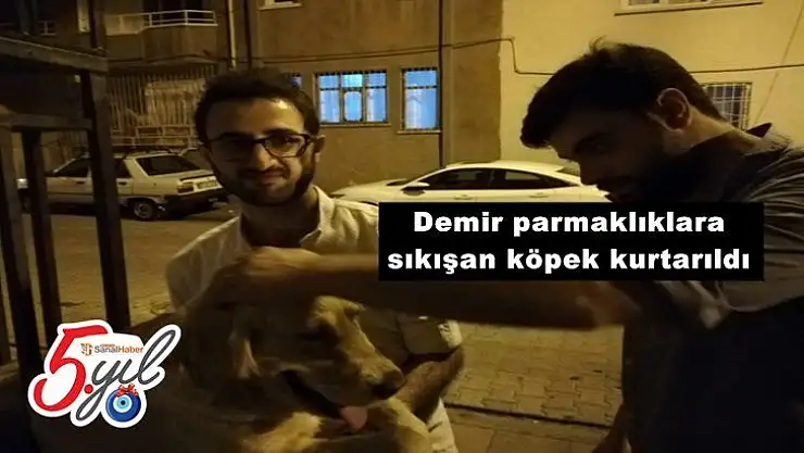 Demir parmaklıklara sıkışan köpek kurtarıldı