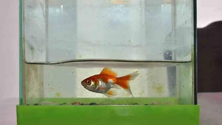 'Deprem bölgesinde 100 gün sonra fanusta hayatta kalan balık şaşırttı'