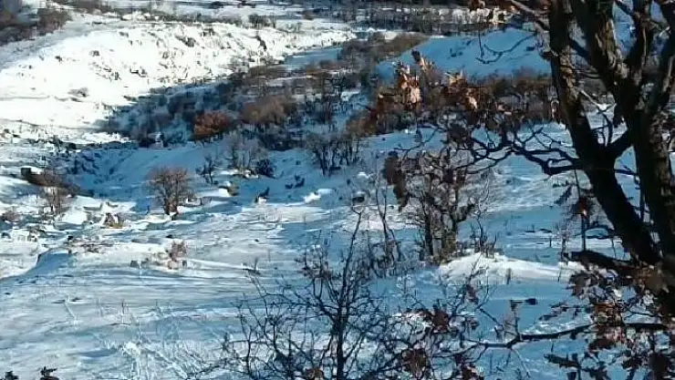 'Deprem yaban keçilerini de ürküttü'