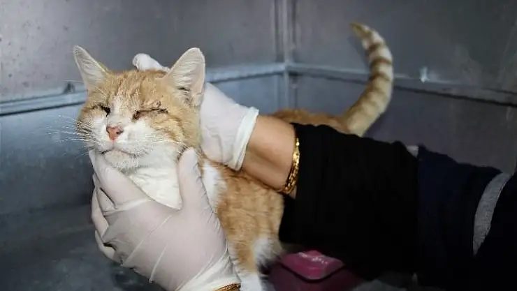 'Depremde 2 kedi gözlerini kaybetti, şimdi sıcak yuva bekliyor'