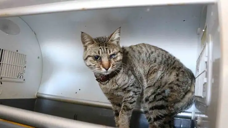 'Depremde kurtarılan 400 hayvan tedavi edildi'