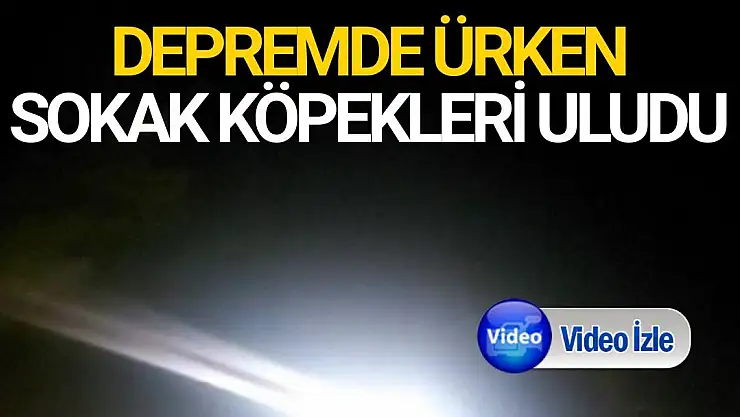 Depremde ürken sokak köpekleri uludu