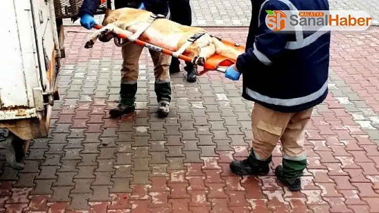 Depremde yaralanan hayvanlar tedavi ediliyor
