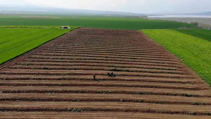 'Depremzede çiftçiler üretmek için döndü, tarlalarında mesaiye başladı'