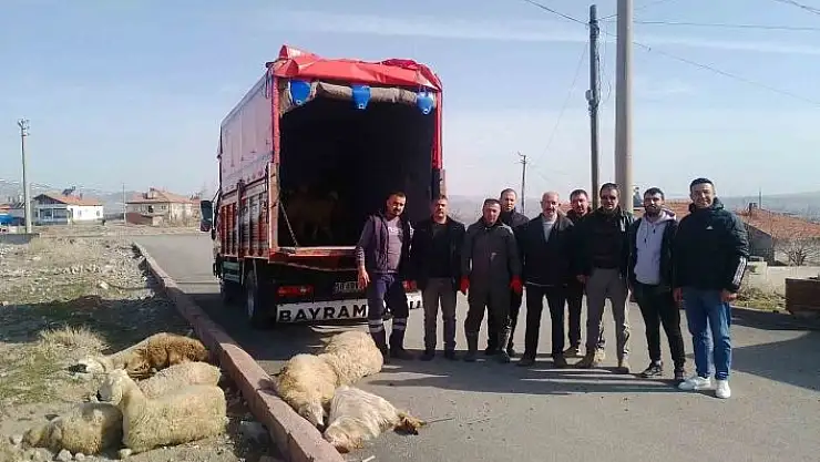 'Depremzedeler için 13 küçükbaş hayvan bağışladılar'