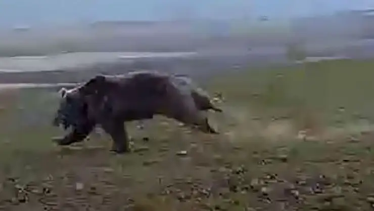 'Dev ayı arazide böyle görüntülendi'