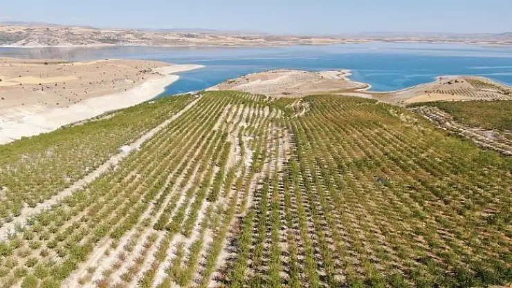 'Devletten destek aldı, bin dönüm arazi üzerine ektiği bademlerin hasadına başladı'