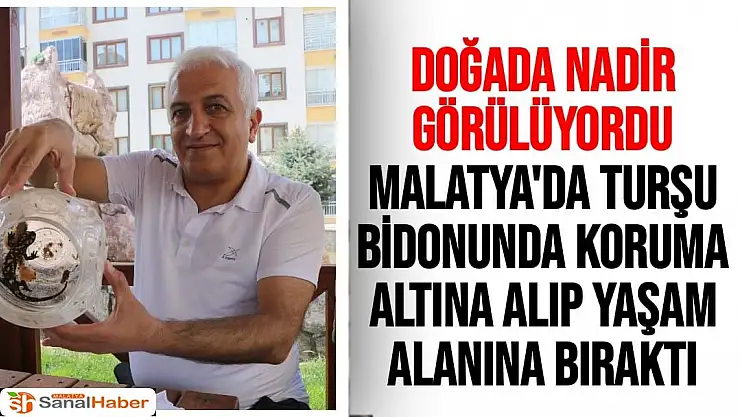 Doğada nadir görülüyordu, Malatya'da turşu bidonunda koruma altına alıp yaşam alanına bıraktı