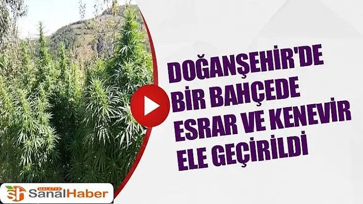 Doğanşehir'de bir bahçede esrar ve kenevir ele geçirildi