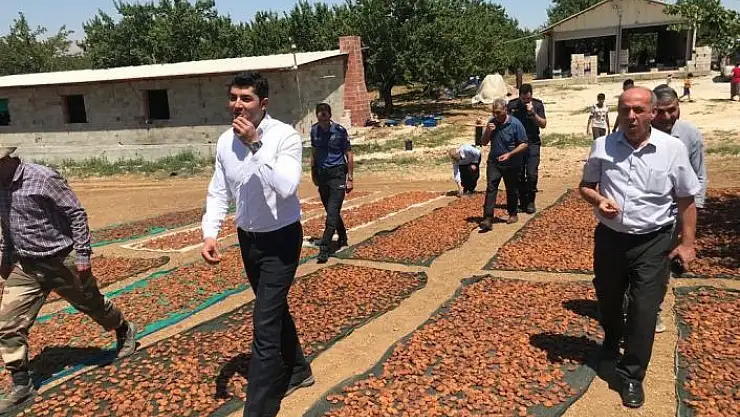 'Doğanşehir´de kayısı hasadında sona doğru'