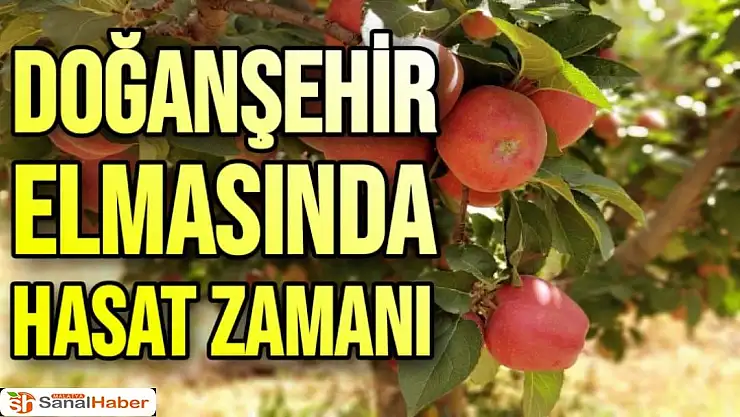 Doğanşehir elmasında hasat zamanı