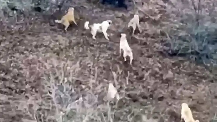 'Domuz ile köpekler arasında amansız mücadele'