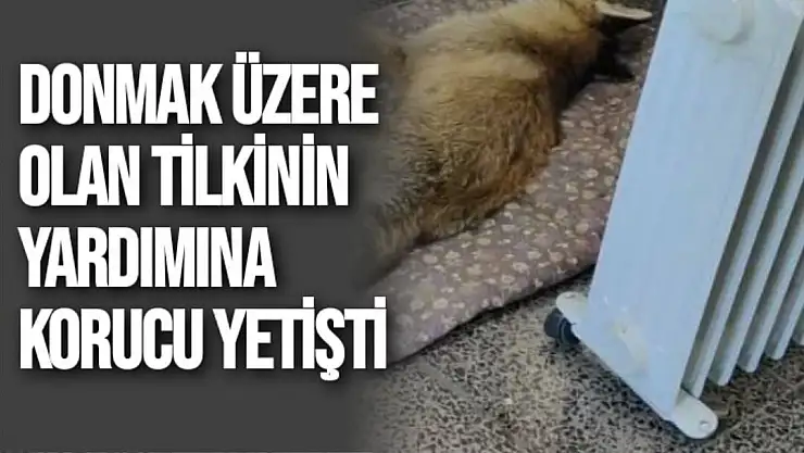 Donmak üzere olan tilkinin yardımına korucu yetişti