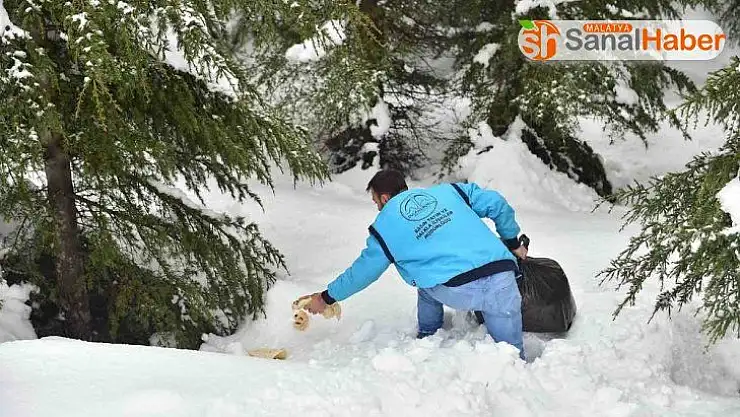 Dulkadiroğlu Belediyesi'nden yaban hayvanlarına ekmek