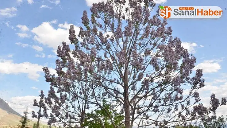 Dünyanın en hızlı büyüyen ağacı