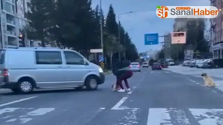 Duyarlı vatandaş anne köpeğin çaresizliğine dayanamadı